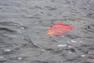 Floating red leaf (Photo: Tom Pfeiffer)