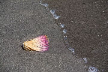 Flower on the beach (Photo: Tom Pfeiffer)