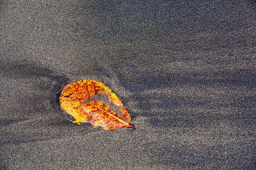 Une feuille sur la sable noire de la plage de Rakata (Photo: Tom Pfeiffer)