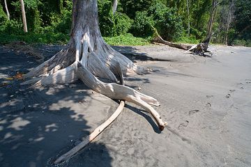 Dying tree destined to fall soon onto the beach of Rakata. (Photo: Tom Pfeiffer)