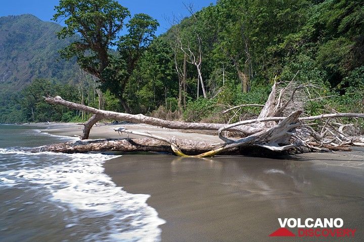 Ein Baum liegt auf dem von Erosion langsam zurückschreitenden Strand von Rakata. (Photo: Tom Pfeiffer)