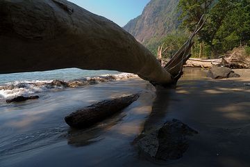 Fallen tree on the beach  (Photo: Tom Pfeiffer)