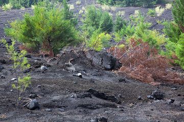 Une bombe à croute de pain, de taille d'environ 2 mètres, est tombée sur un arbre... (Photo: Tom Pfeiffer)