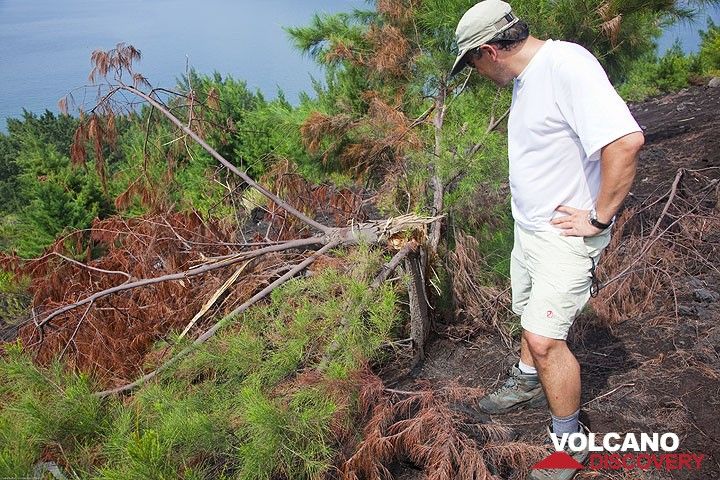 Jorge inspecting the damage to the knocked-down tree. Interestingly, it was not burnt, showing that the block hitting it was not very hot. (Photo: Tom Pfeiffer)