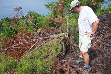 Jorge regarde l'arbre renversé. C'est intéressant d'observer que l'arbre n'a pas été brûlé, parce que la bombe n'était pas trop chaude. (Photo: Tom Pfeiffer)