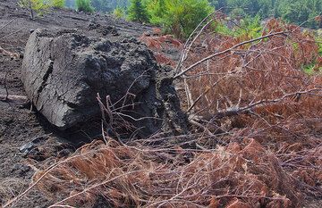 La chaleur de la bombe a séché tout que se trouve entour, mais les pines ici sur le volcan sont très résistents au feu. (Photo: Tom Pfeiffer)