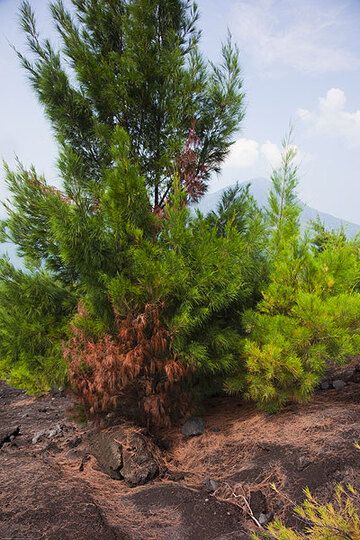 This pine tree has survived the impact of a lava bomb right at its feet. Only the branches immediately above the bomb are dried out, but didn't catch fire.  (Photo: Tom Pfeiffer)