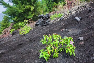 Anak Krakatau reçoit souvent des cendres et des blocs, mais ca fournit aussi une base fertile pour des plantes et des fleurs nouvelles. (Photo: Tom Pfeiffer)