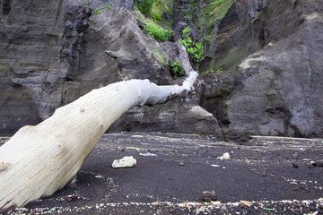 Coastal erosion brings large trees down. (Photo: Tom Pfeiffer)