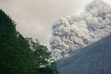 Las ondulantes nubes de ceniza al frente del flujo. El bosque en primer plano da una idea de la escala. (Photo: Tom Pfeiffer)