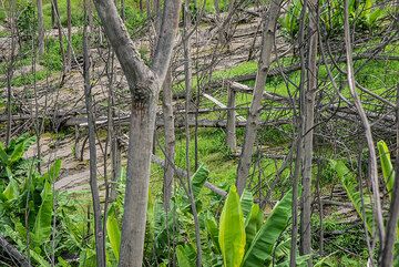 Banana trees are growing again in an area where no other trees have survived - it seems their particular structure allowed the core of the trunks to survive even hot pyroclastic surges. (Photo: Tom Pfeiffer)