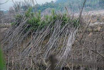 Bamboo knocked over by the pyroclastic flow surge. (Photo: Tom Pfeiffer)