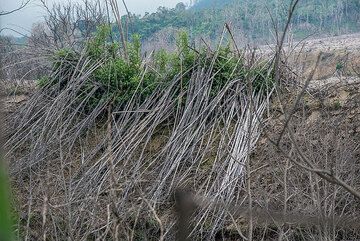 Bambus wurde durch den pyroklastischen Stromstoß umgeworfen. (Photo: Tom Pfeiffer)