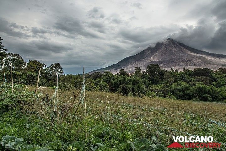 Field with beans in front of Sinabung volcano (Photo: Tom Pfeiffer)