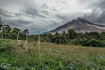 Field with beans in front of Sinabung volcano (Photo: Tom Pfeiffer)