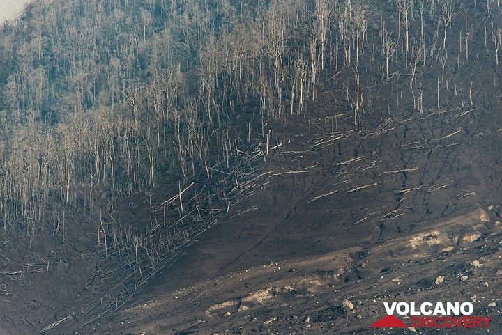 Margin of southeastern pyroclastic flow devastation zone at the foot of Sinabung. Note tree trunks knocked over by pyroclastic surges. (Photo: Tom Pfeiffer)