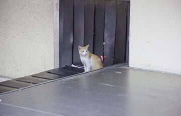 Eine Katze in der Gepäckausgabe des Flughafens Jakarta (Photo: Tom Pfeiffer)