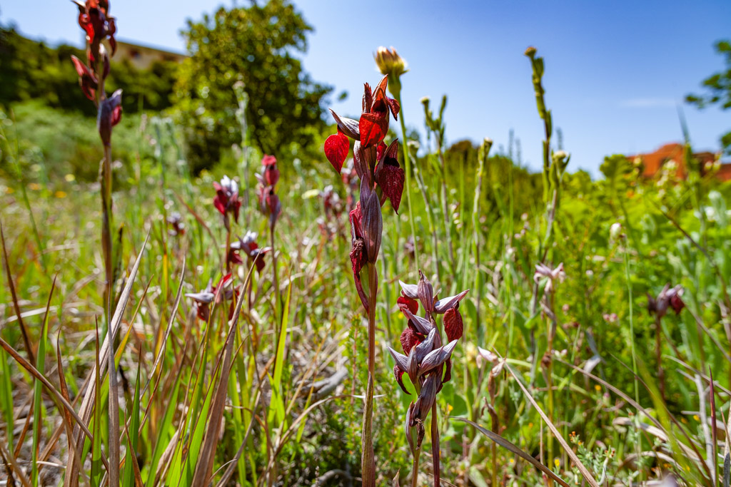 Orchids at the Solfatara volcanic field. (Photo: Tobias Schorr)