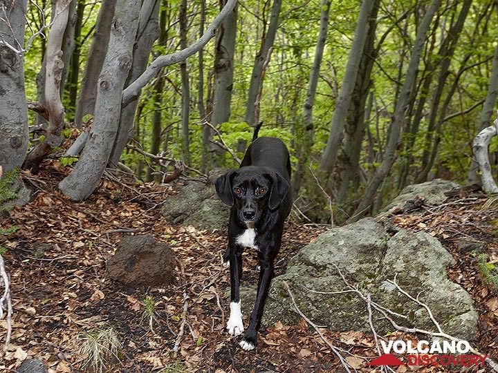 „Unser“ Hund im wunderschönen Wald des Ätna. (Photo: Tobias Schorr)