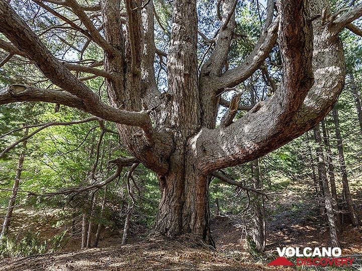 Ein riesiger Baum, der den vielen Ausbrüchen des Vulkans Ätna standgehalten hat. (Photo: Tobias Schorr)