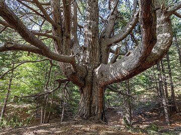 A huge tree that resisted the many eruptions of Etna volcano. (Photo: Tobias Schorr)