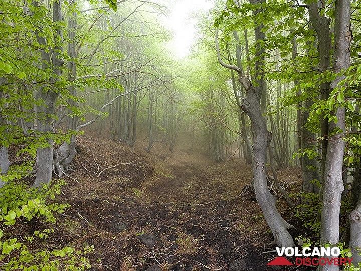 Ein Wald in den Wolken, die den Vulkan Ätna bedecken. (Photo: Tobias Schorr)