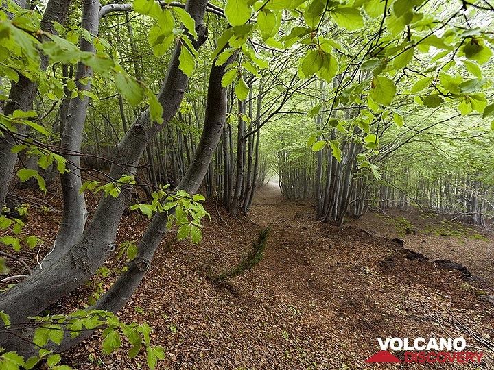 Il y a beaucoup de belles forêts autour du volcan Etna, qui valent le détour ! (Photo: Tobias Schorr)