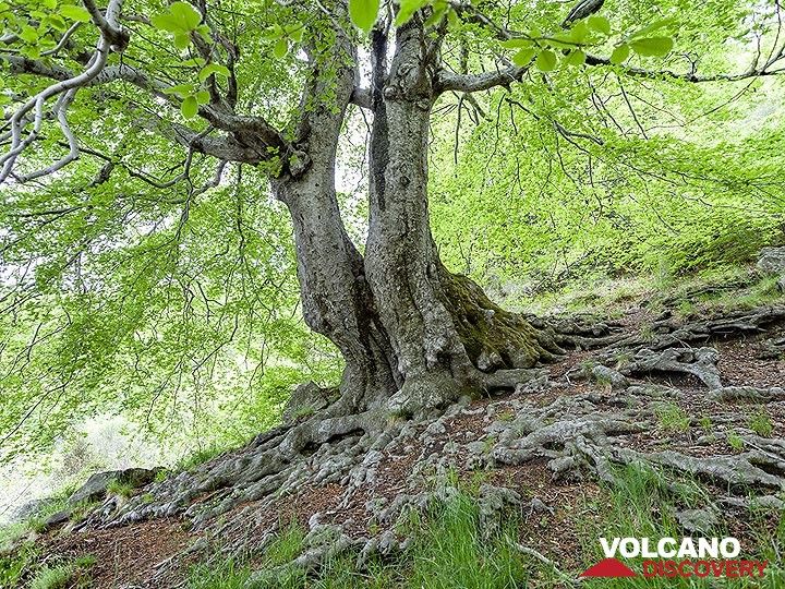 Une forêt en bordure de la Valle del Bove. (Photo: Tobias Schorr)