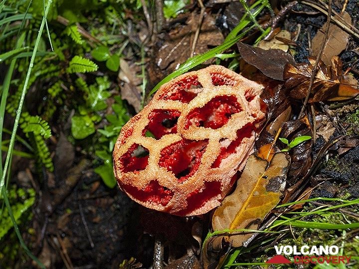 Clathrus ruber, un champignon "stinkhorn" très rare et que nous avons eu la chance de découvrir dans une des forêts de l'Etna. (Photo: Tobias Schorr)
