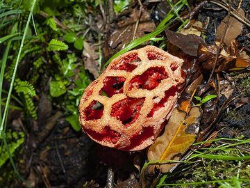 Clathrus ruber, un champignon "stinkhorn" très rare et que nous avons eu la chance de découvrir dans une des forêts de l'Etna. (Photo: Tobias Schorr)