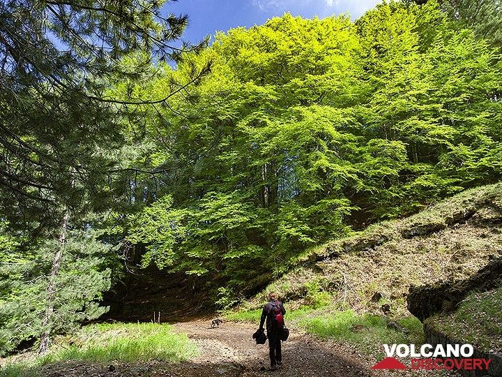 Wandern Sie durch die grünen Wälder des Vulkans Ätna. (Photo: Tobias Schorr)