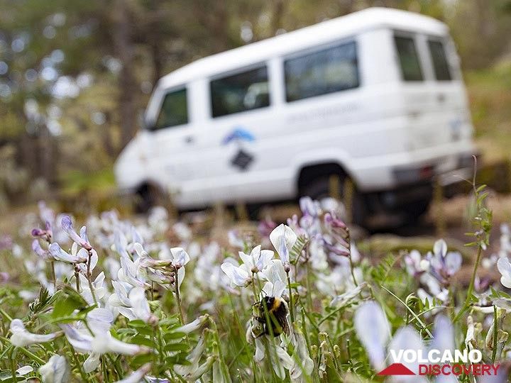 The spring and a bee and our 4x4 vehicle. (Photo: Tobias Schorr)