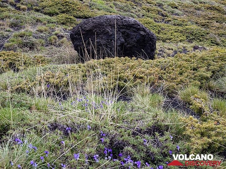 Eine riesige Lavabombe und blasse Blumen im Frühling am Vulkan Ätna. (Photo: Tobias Schorr)