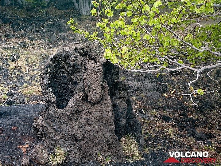 Eine Lavaröhre, in der ein Baum von der heißen Lava verbrannt wurde. (Photo: Tobias Schorr)