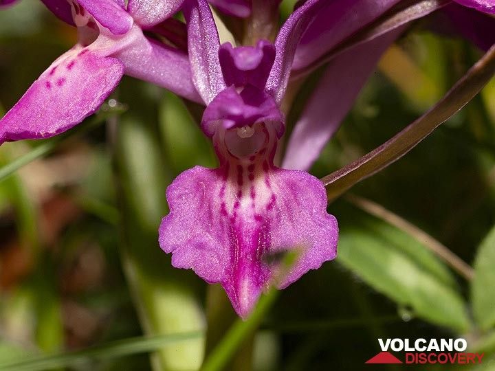 Orchid from the forest around Etna volcano. (Photo: Tobias Schorr)