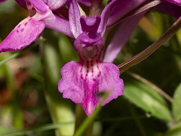 Orchid from the forest around Etna volcano. (Photo: Tobias Schorr)