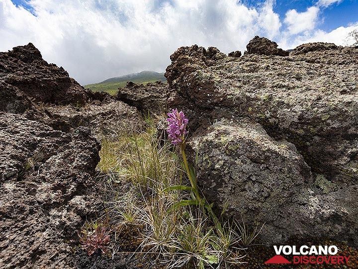 Eine Orchidee, die in den Lavafeldern des Vulkans Ätna wächst. (Photo: Tobias Schorr)