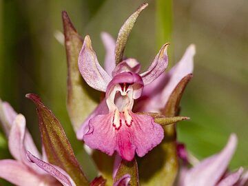 Orchidee vom Vulkan Ätna. (Photo: Tobias Schorr)