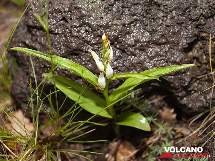 Orchidee vom Vulkan Ätna. (Photo: Tobias Schorr)