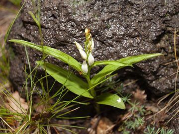 Orchid from Etna volcano. (Photo: Tobias Schorr)