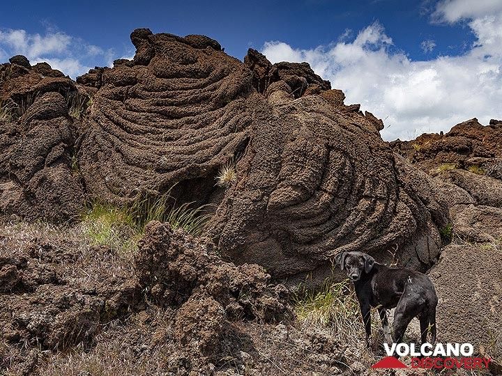 Our dog in front of the rope lavas. (Photo: Tobias Schorr)