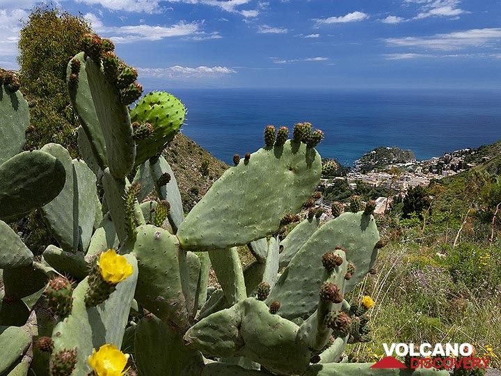 Cactus tree (opuntia) and a view to Taormina. (Photo: Tobias Schorr)