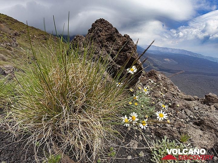 Nature au bord de la Valle del Bove sur le volcan Etna. (Photo: Tobias Schorr)