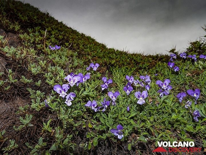 Viola flowers are typical at Etna volcano. (Photo: Tobias Schorr)