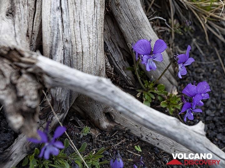 Viola flowers and dead wood. (Photo: Tobias Schorr)