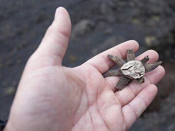 A barometer earthstar from the forest of Etna Volcano. (Photo: Tobias Schorr)