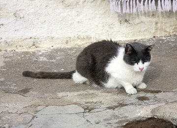 Katze auf der Insel Salina (c)