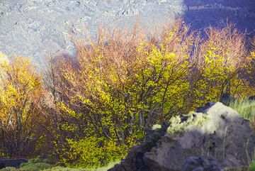 Autumn colored trees cling to the Valle del Bove cliffs. (Photo: Tom Pfeiffer)