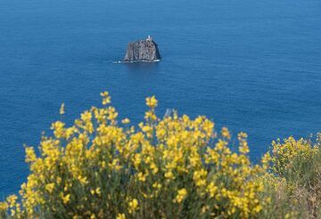 In June, the broom is in full flower. In the background, we see Strombolicchio Island, the eroded remnant of an older volcanic edifice. (Photo: Tom Pfeiffer)