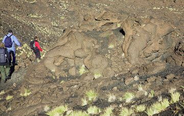 After about 1 hr, we have reached the large lava field of the huge effusive eruption from 1614-1624, that covered much of Etna's upper north flank with pahoehoe-type ("ropy") lava. This tumulus shows bizarre, almost living shapes. (Photo: Tom Pfeiffer)